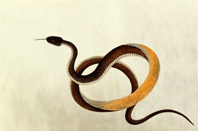 Slang, uit Tekeningen van Dieren, Insecten en Reptielen uit Malakka, 1805-18 door Chinese School